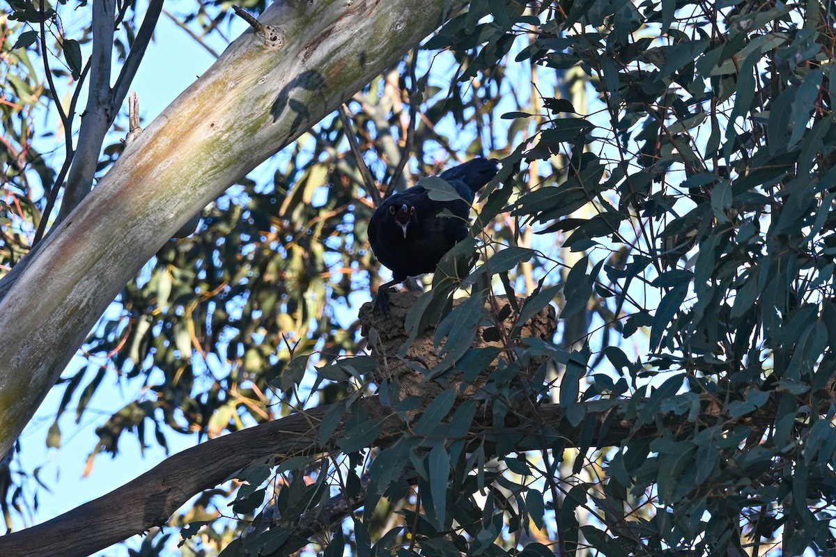 White-winged Chough - ML642519631