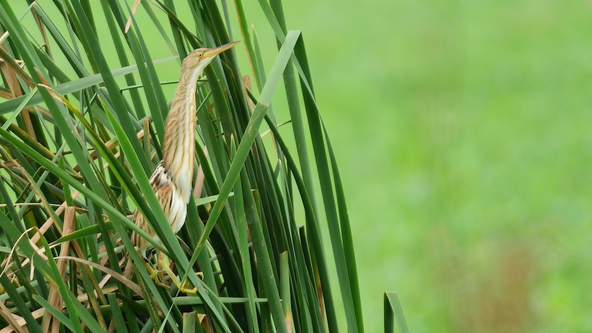 Yellow Bittern - ML642519632