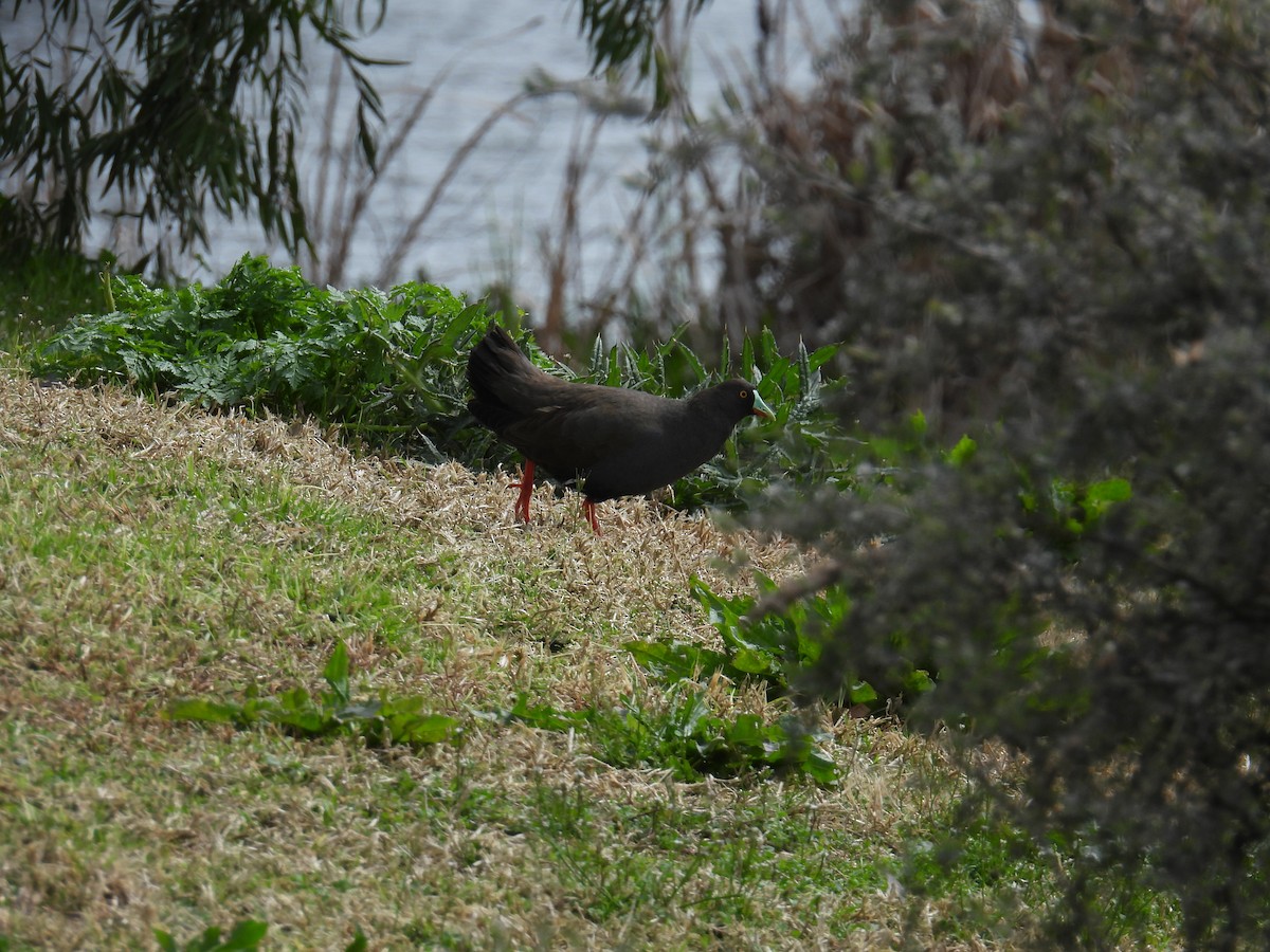 Black-tailed Nativehen - ML642519656