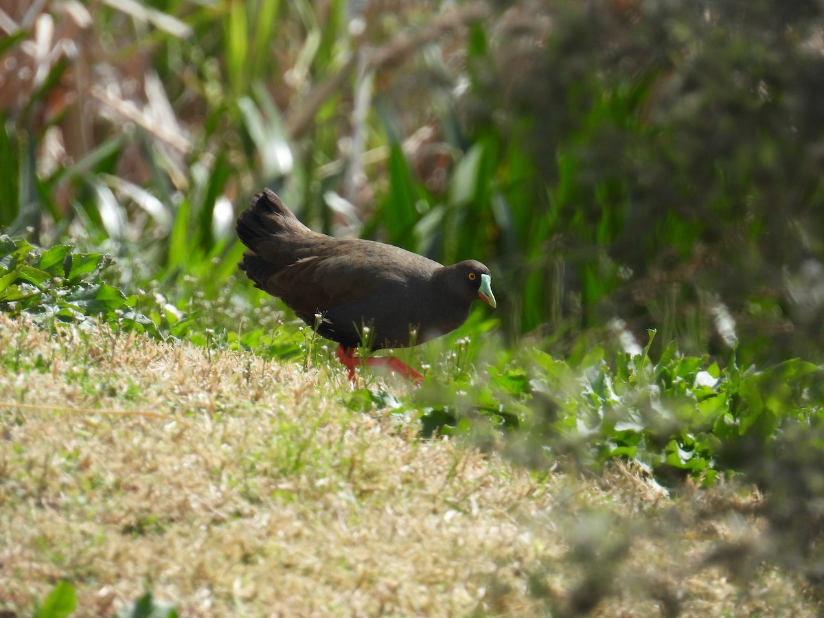 Black-tailed Nativehen - ML642519657