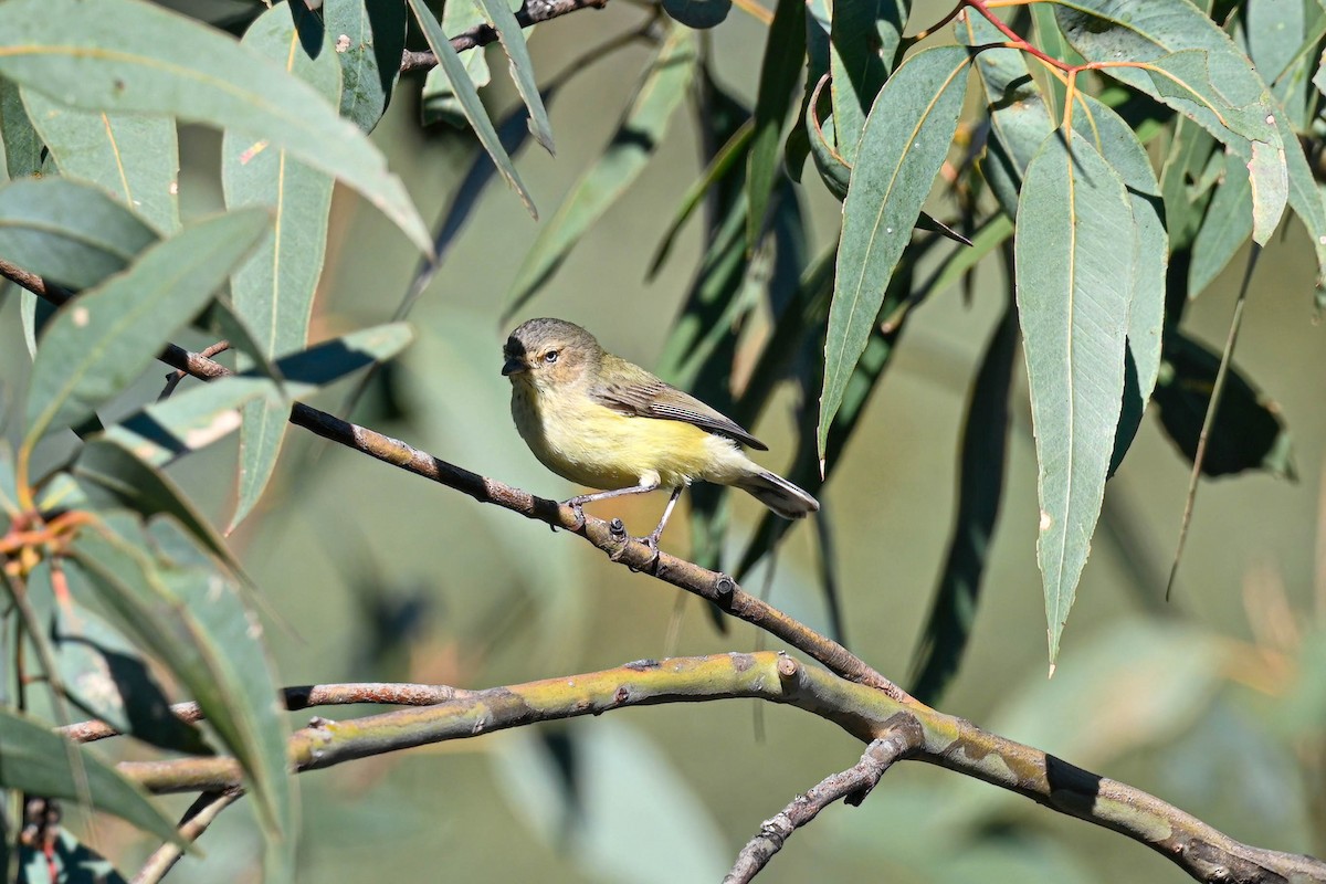 Weebill - ML642519725