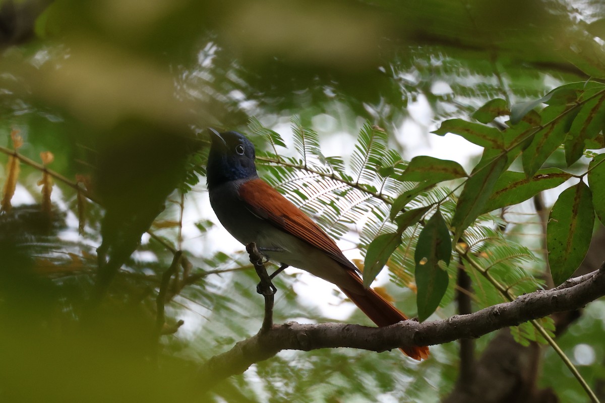 Amur Paradise-Flycatcher - ML642519729