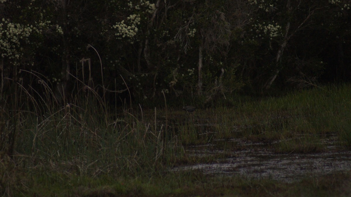 Australian Crake - ML642519742