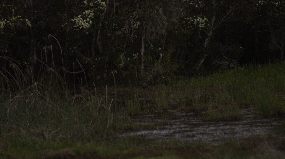 Australian Crake - ML642519758