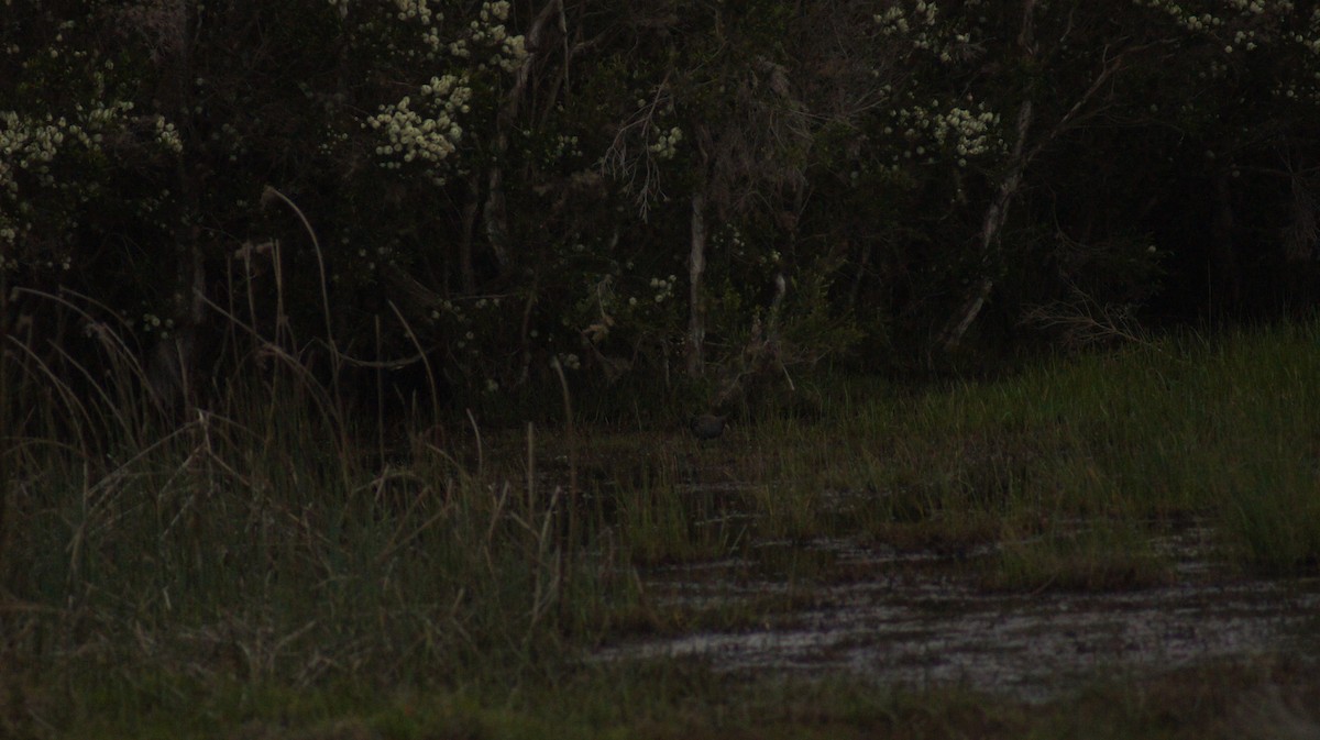 Australian Crake - ML642519762