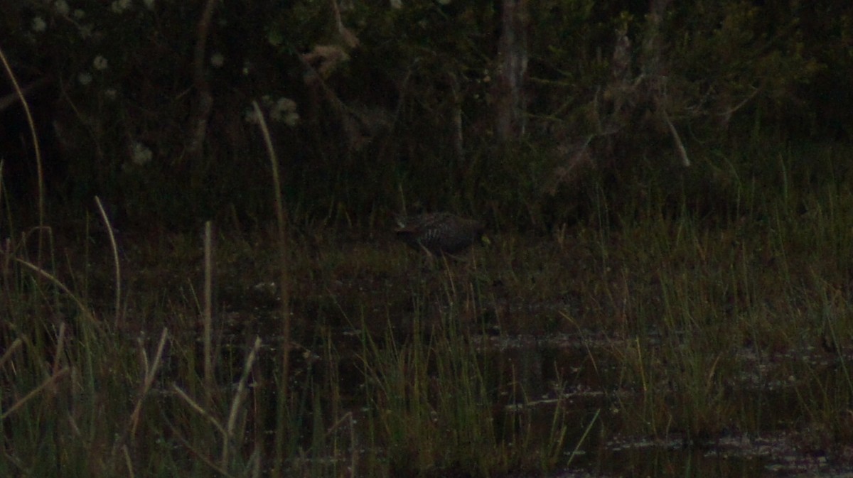 Australian Crake - ML642519763