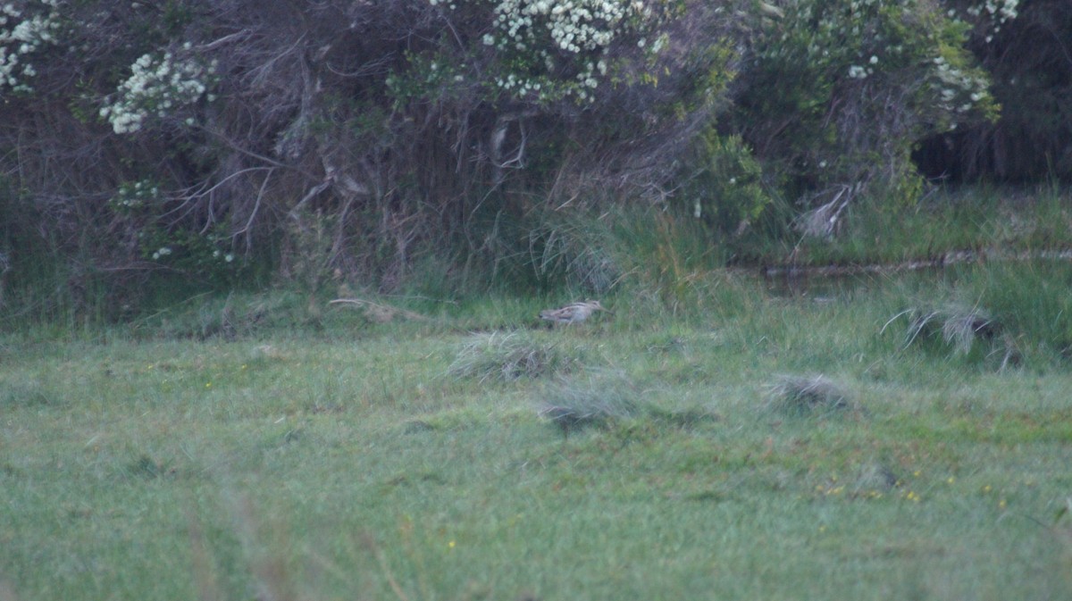 Latham's Snipe - ML642519776