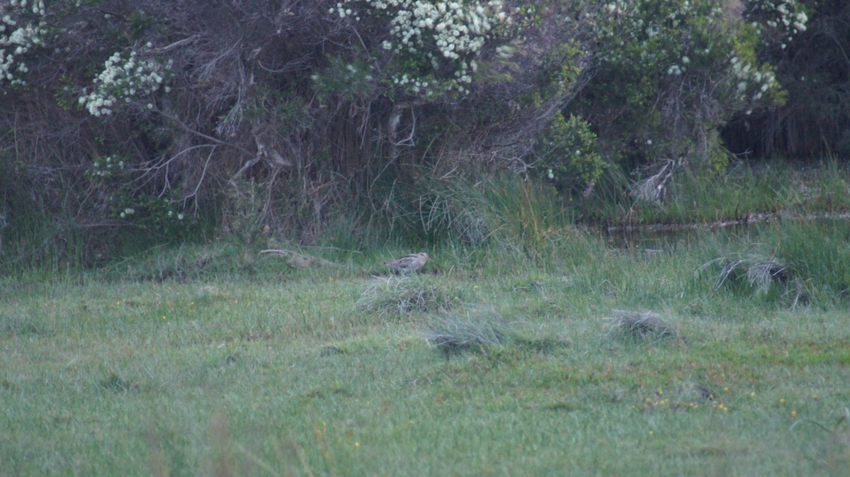Latham's Snipe - ML642519777