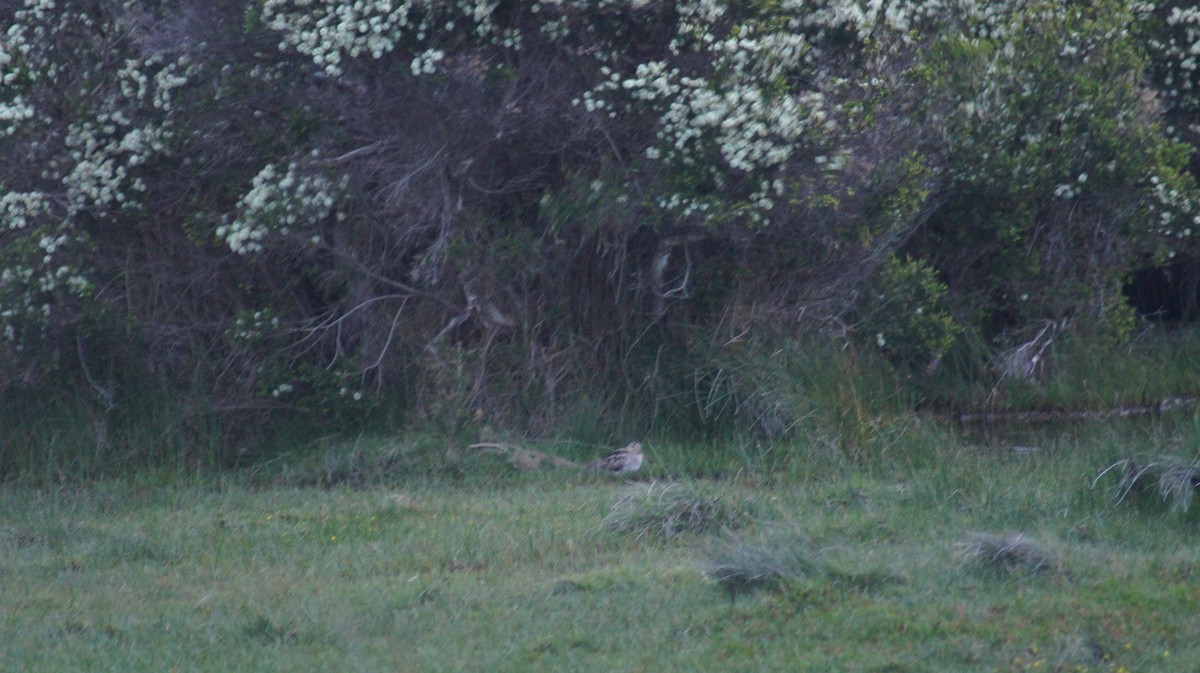 Latham's Snipe - ML642519781