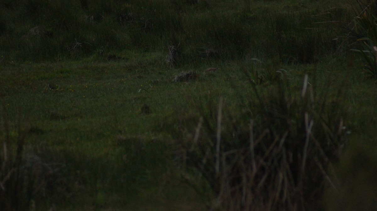 Latham's Snipe - ML642519785