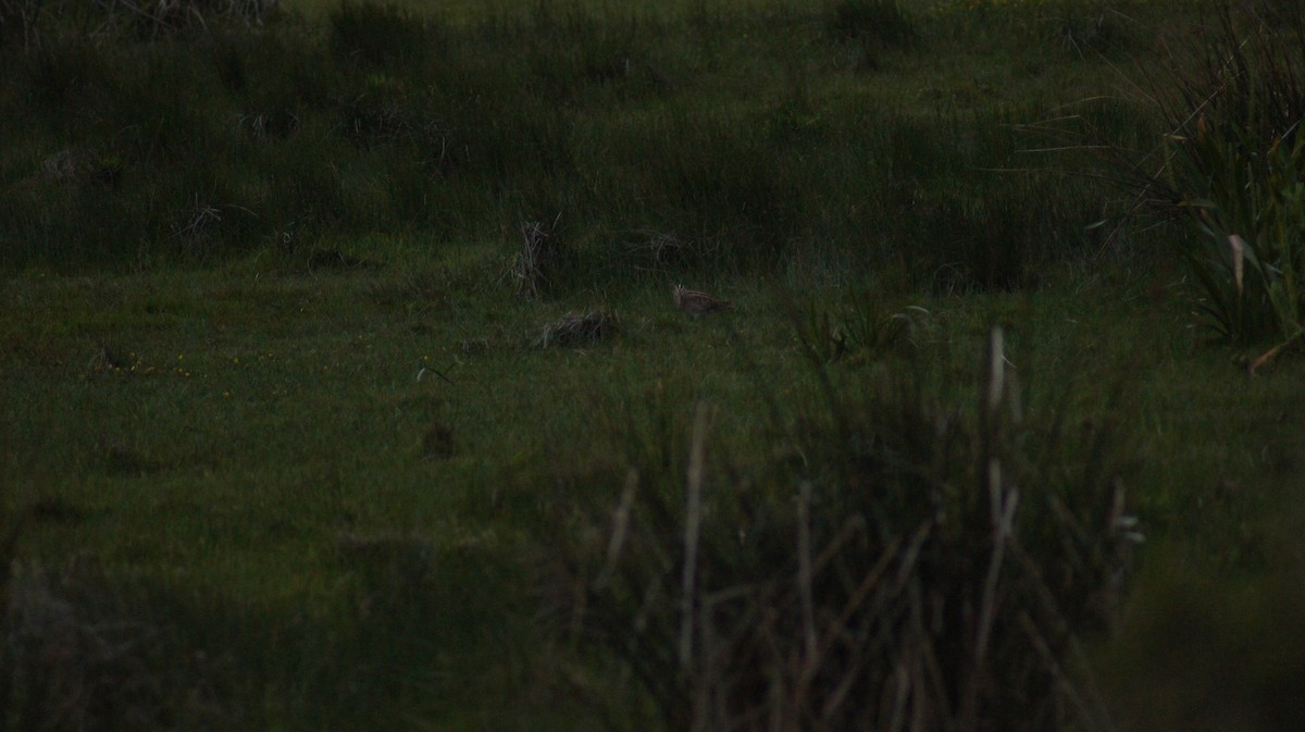Latham's Snipe - ML642519790