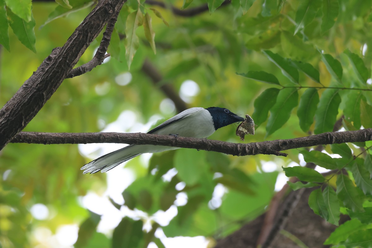 Amur Paradise-Flycatcher - ML642519791