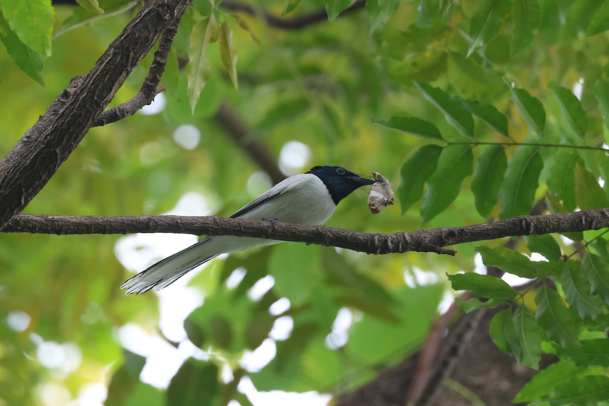 Amur Paradise-Flycatcher - ML642519792