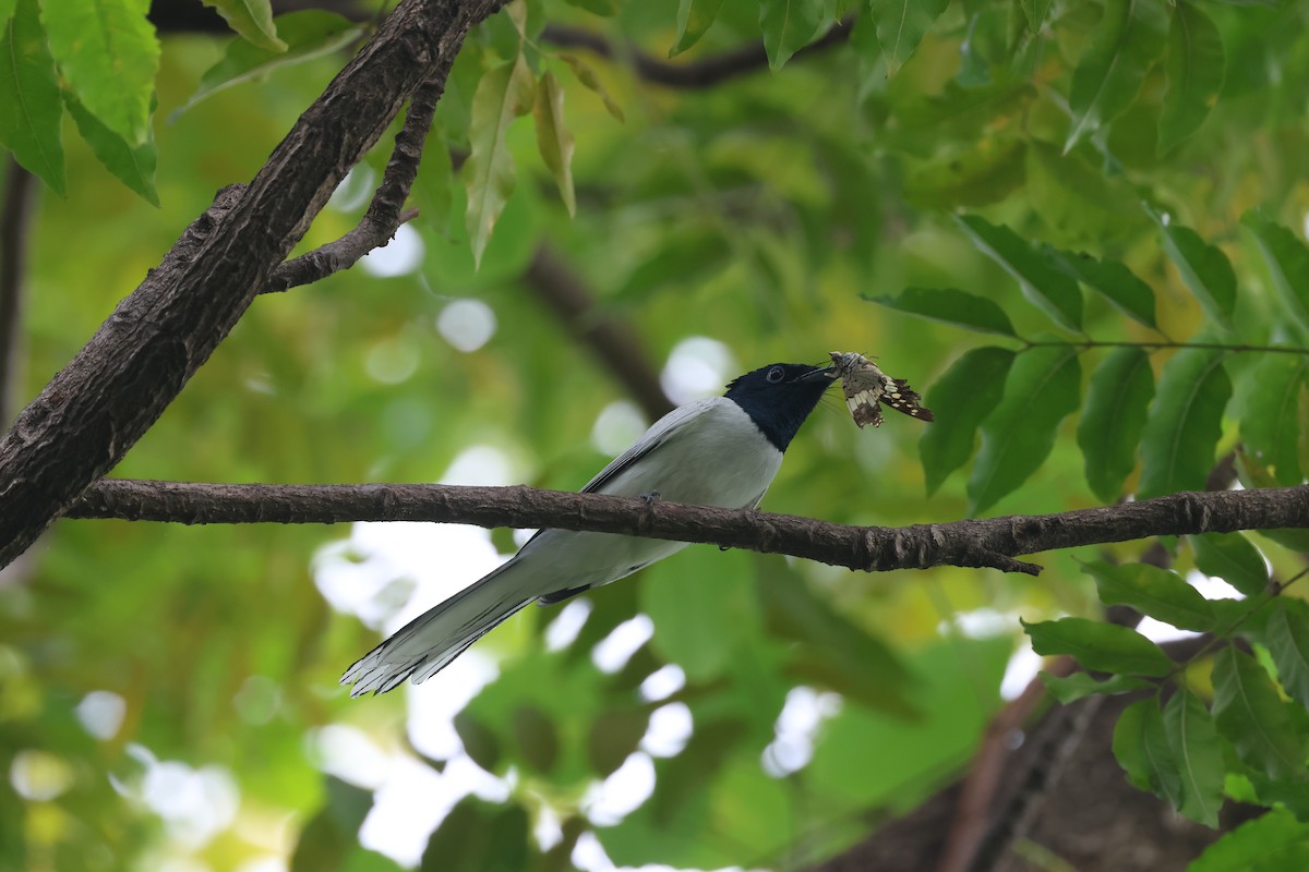 Amur Paradise-Flycatcher - ML642519793