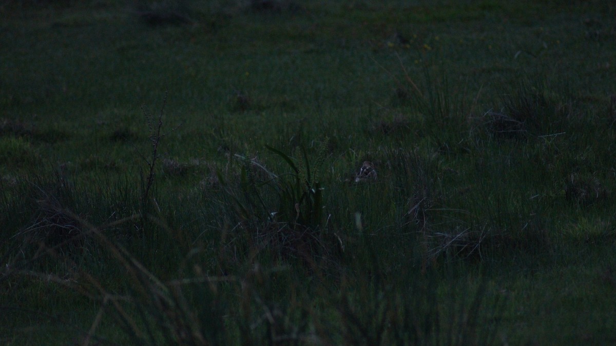 Latham's Snipe - ML642519797