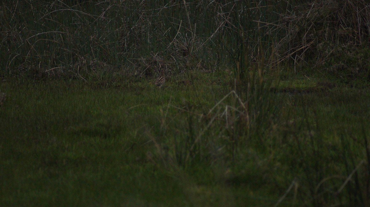 Latham's Snipe - ML642519806