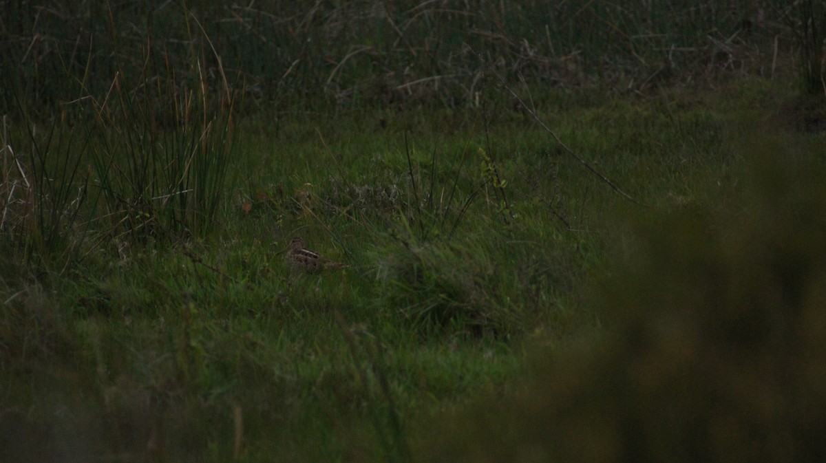 Latham's Snipe - ML642519809