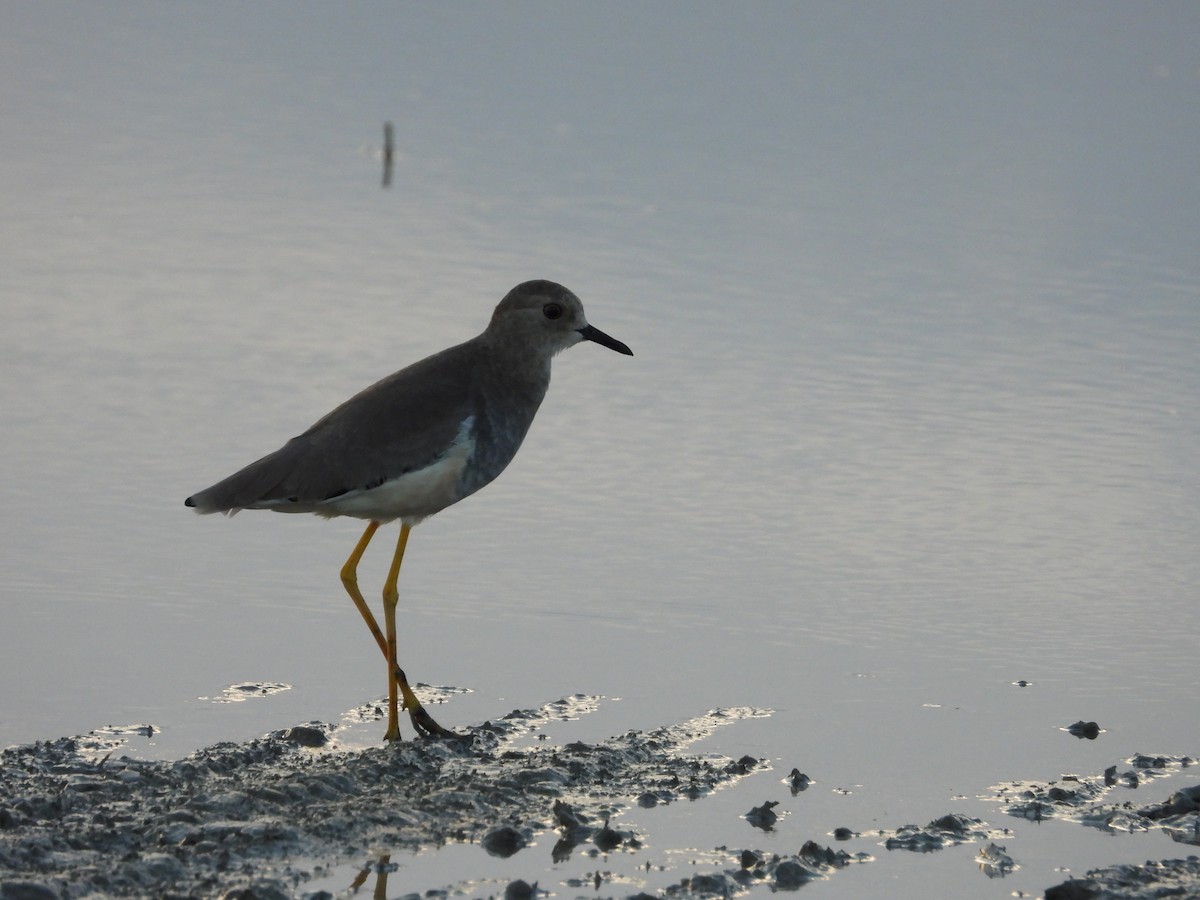 White-tailed Lapwing - ML642519825
