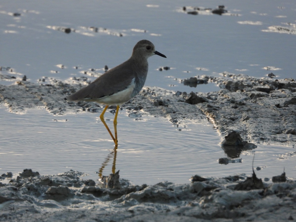 White-tailed Lapwing - ML642519826