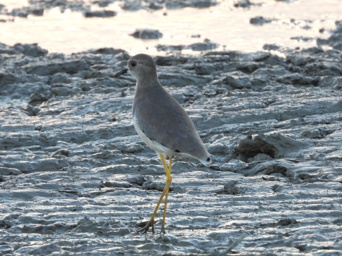 White-tailed Lapwing - ML642519827