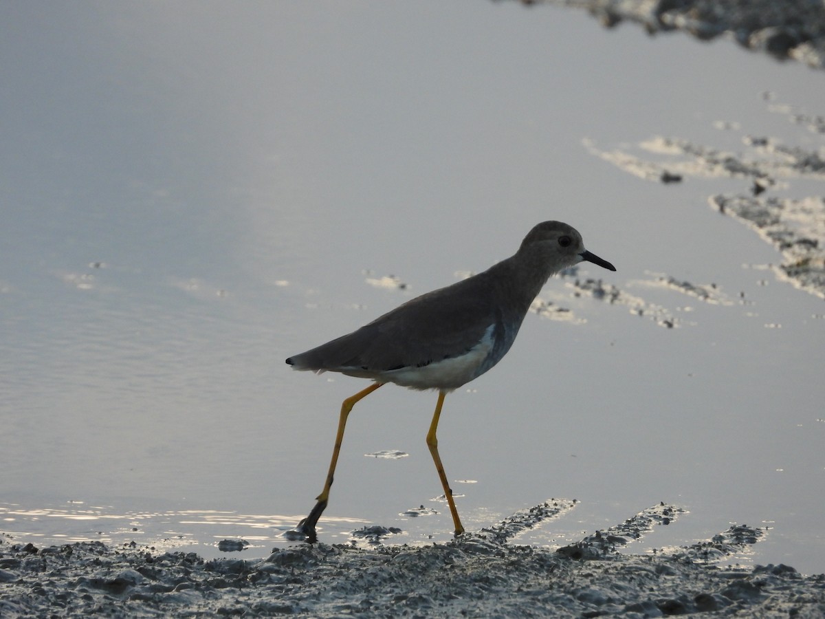 White-tailed Lapwing - ML642519828