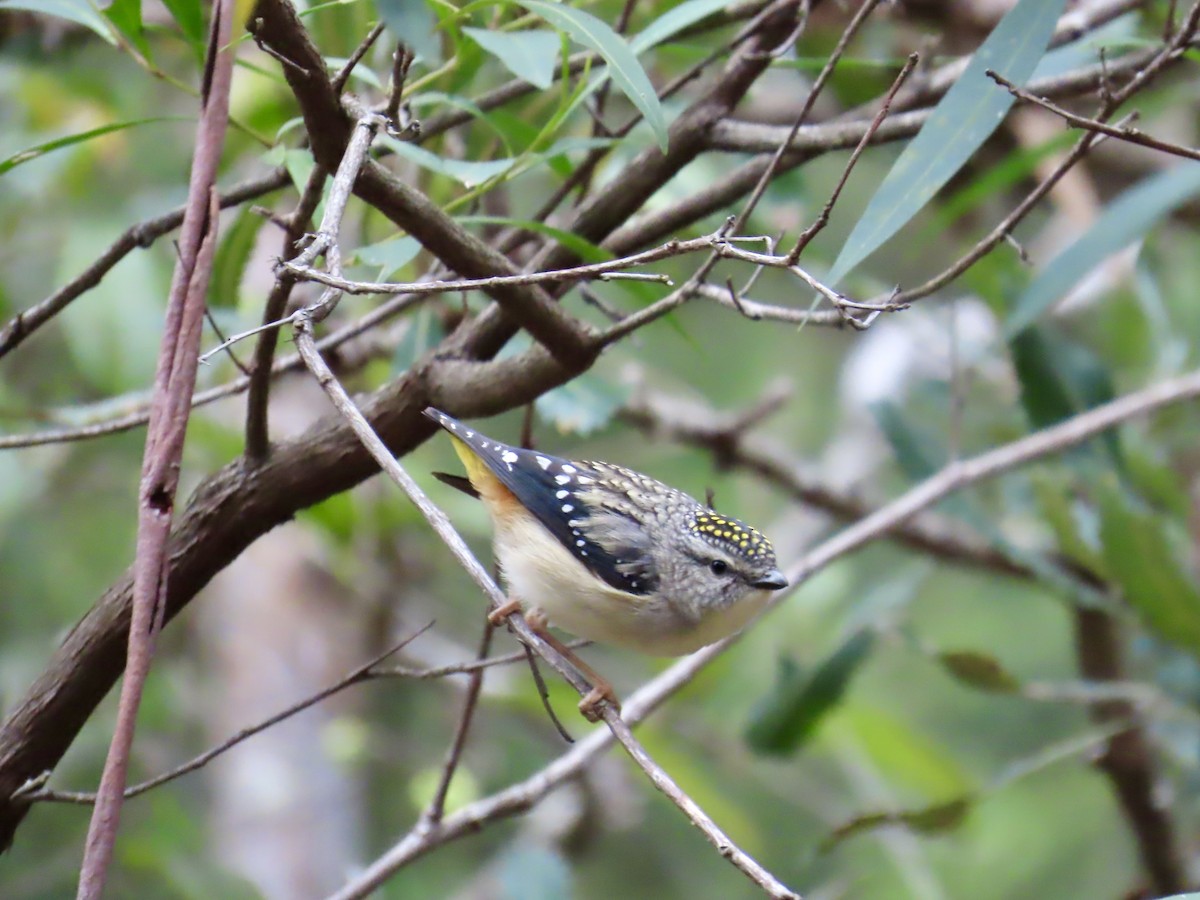 Spotted Pardalote - ML642519841