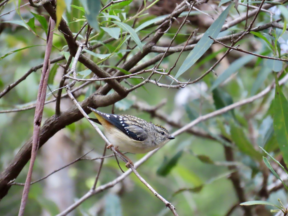 Spotted Pardalote - ML642519842