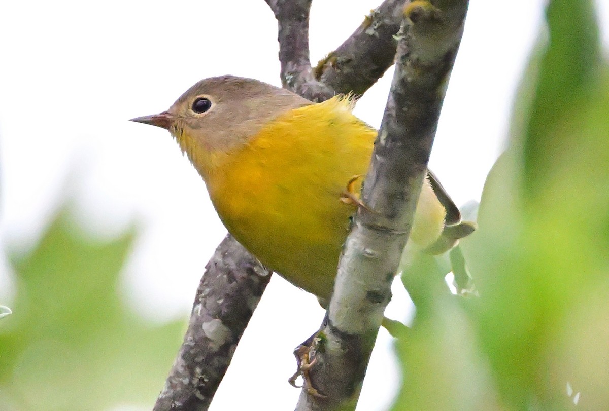 Nashville Warbler - ML642519852
