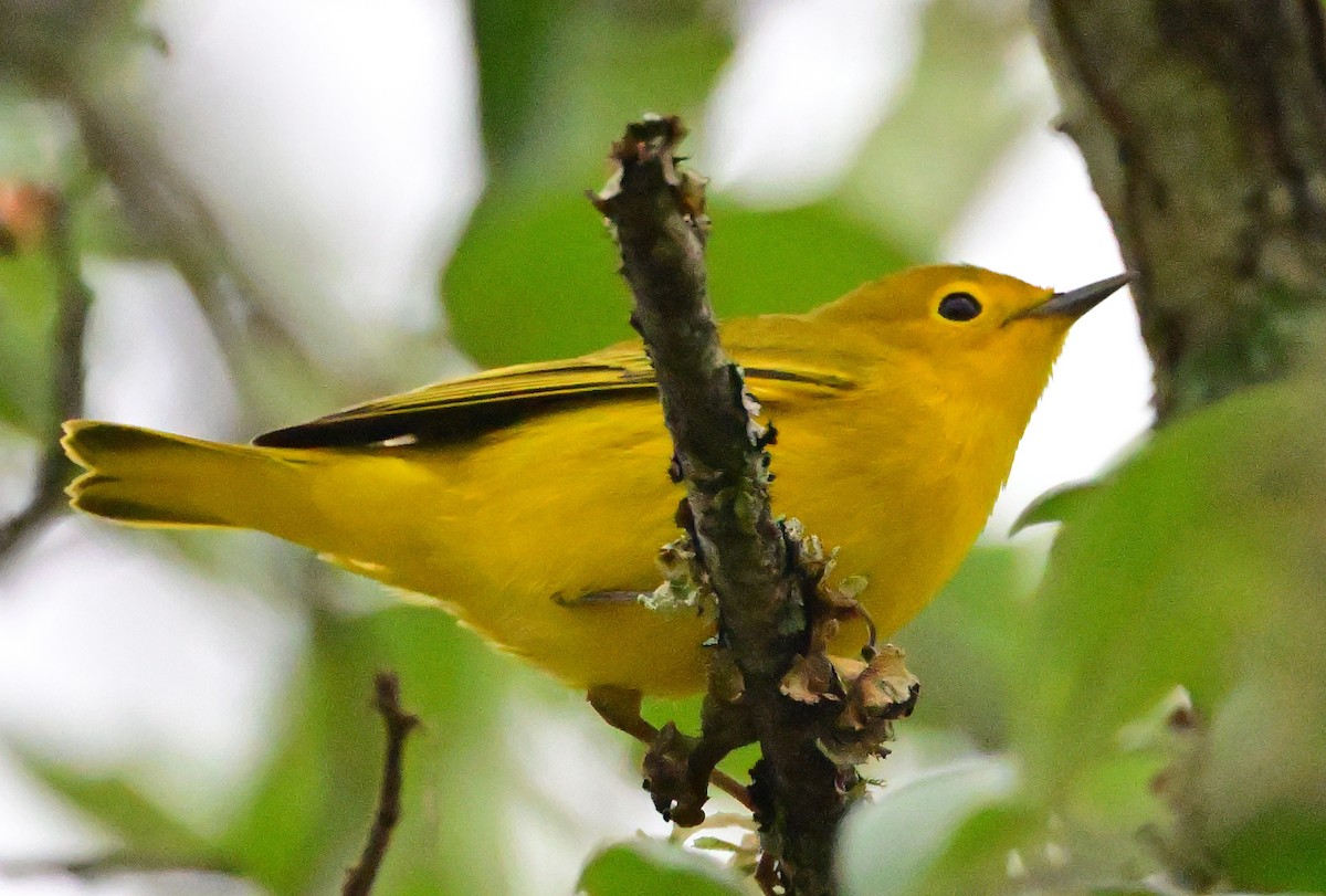 Yellow Warbler - ML642519858