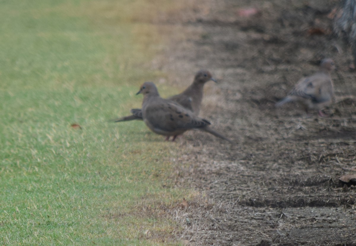 Mourning Dove - ML642519859