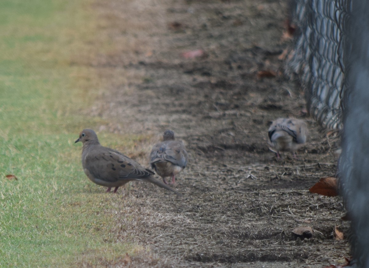 Mourning Dove - ML642519860