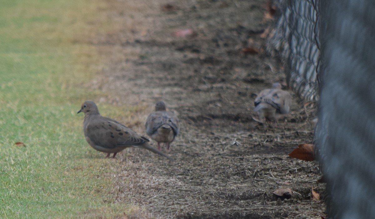 Mourning Dove - ML642519863