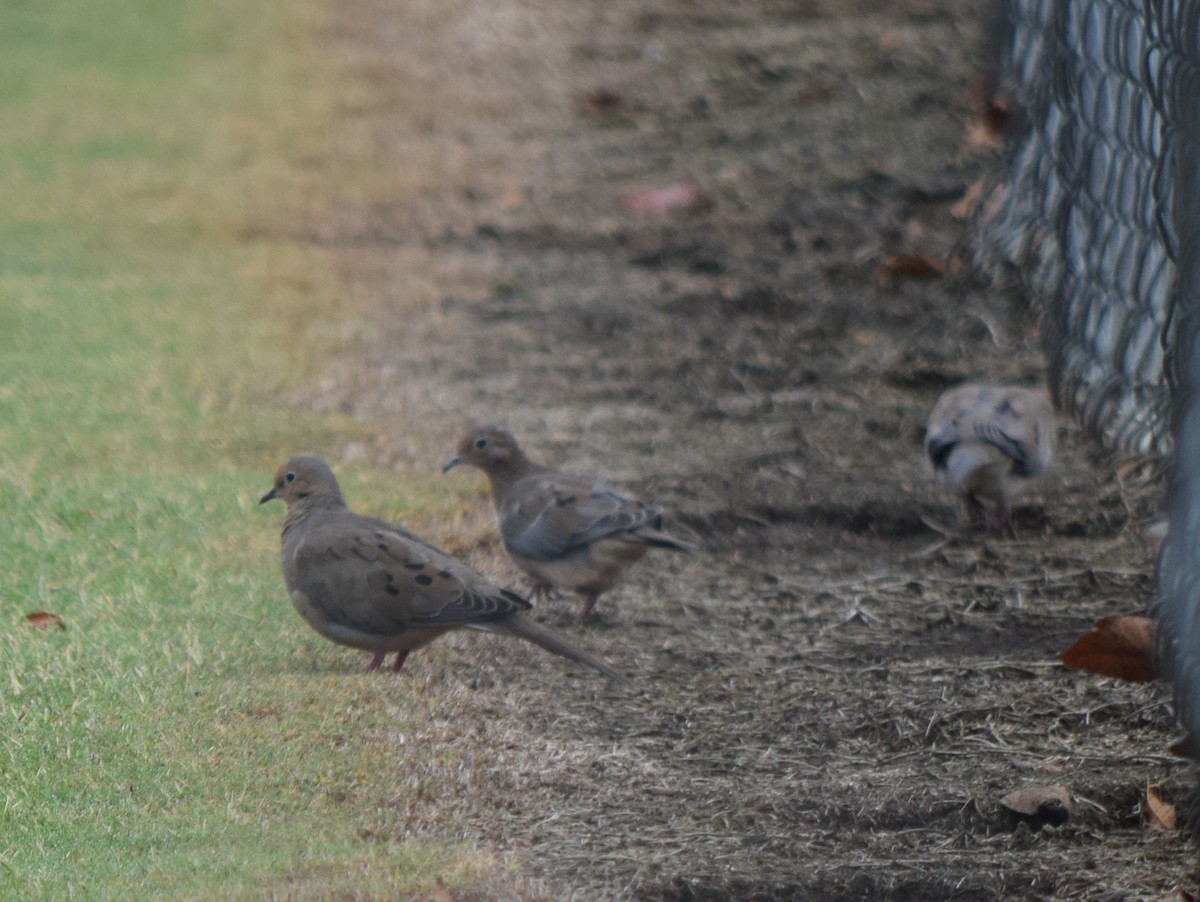 Mourning Dove - ML642519864