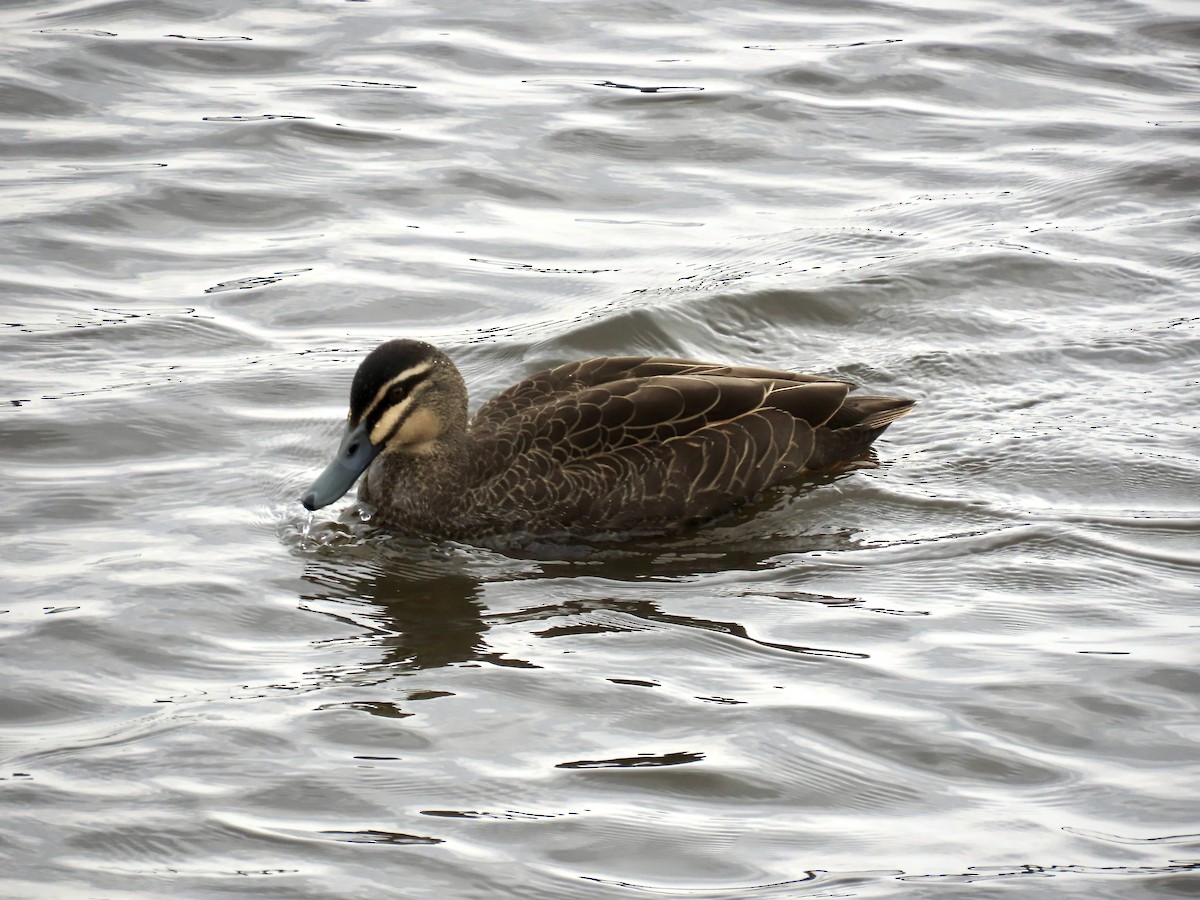 Pacific Black Duck - ML642519875