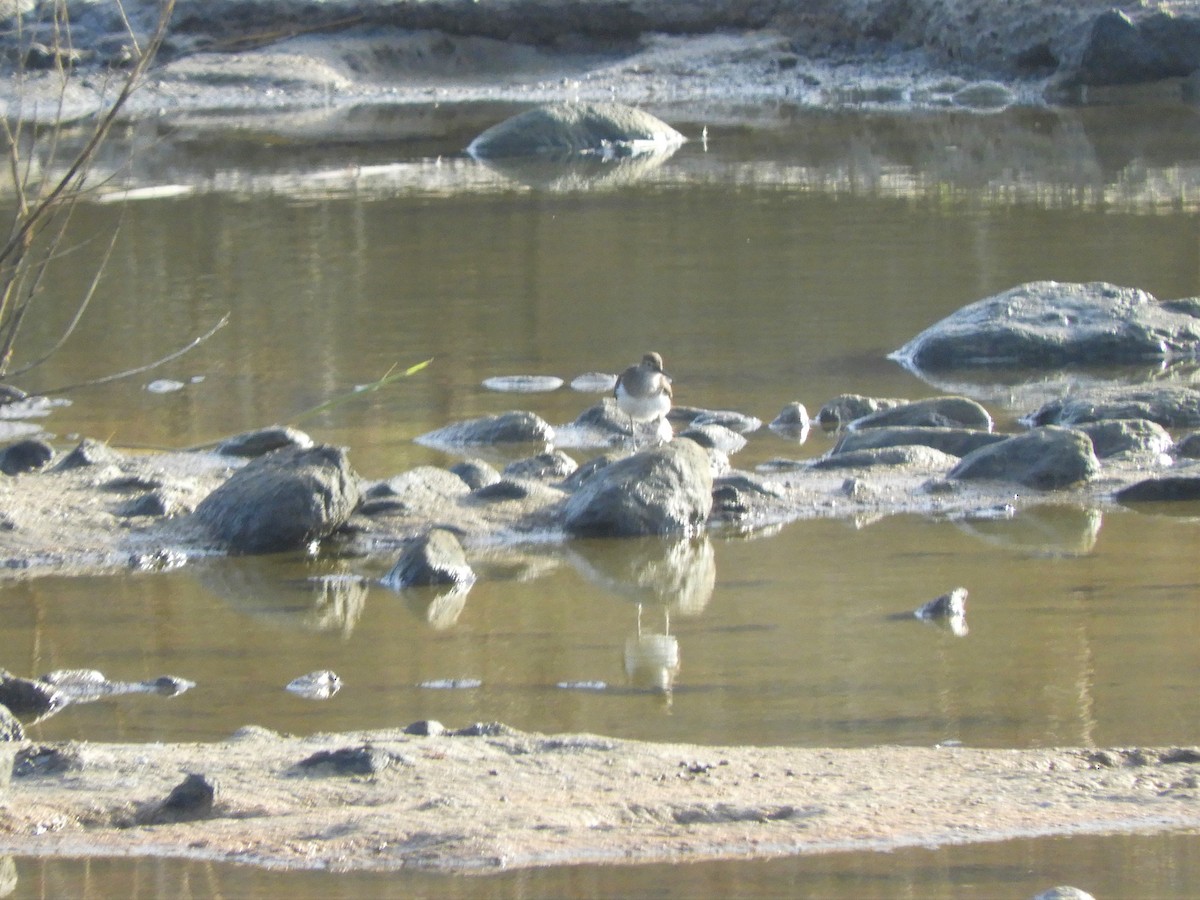 Common Sandpiper - ML642519884