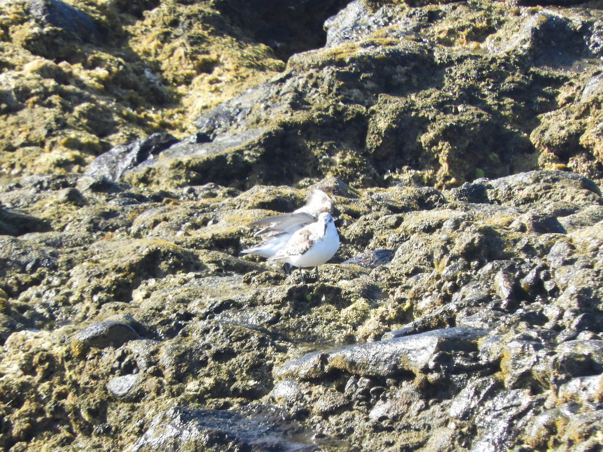 Sanderling - ML642519899
