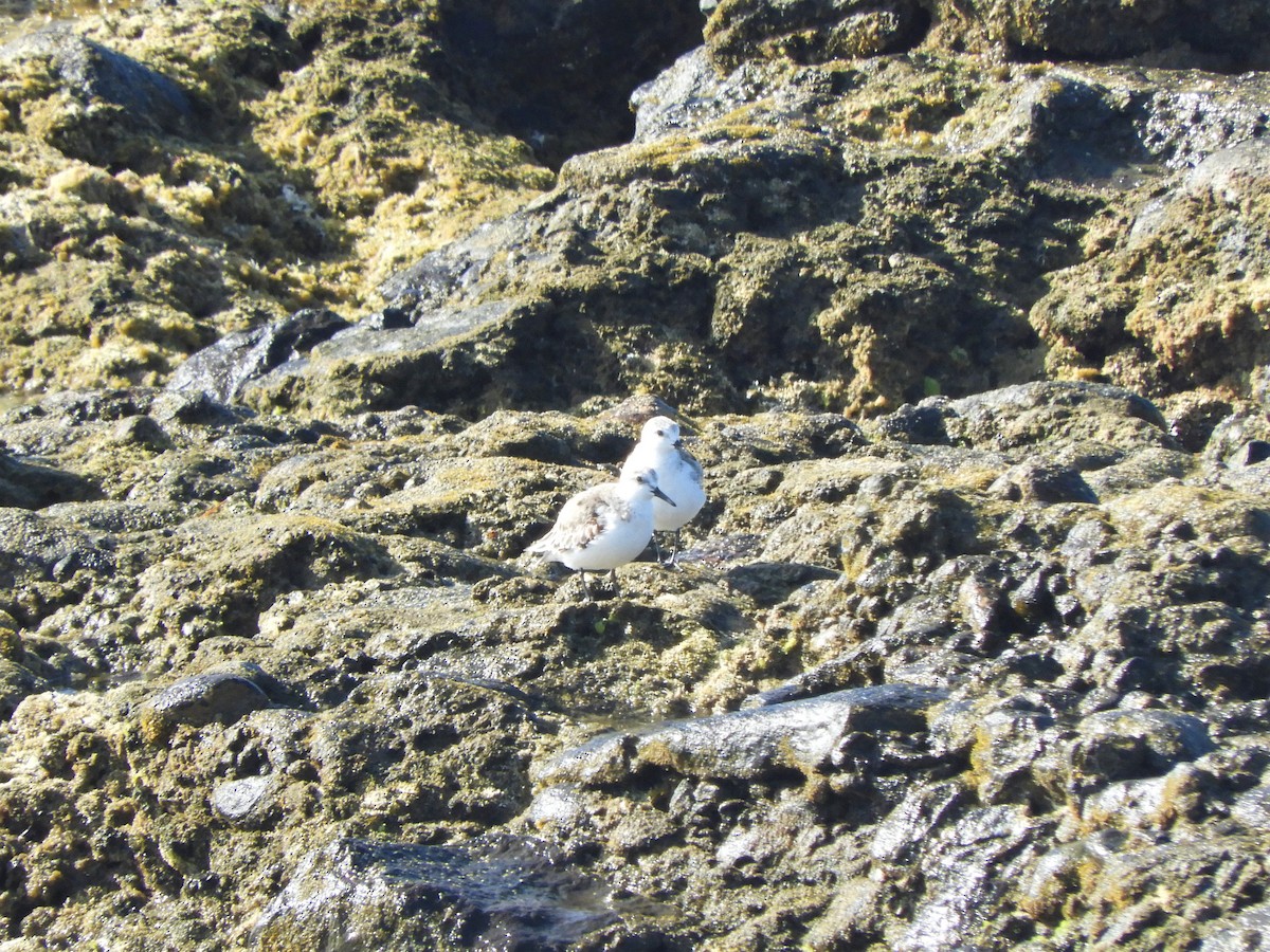 Sanderling - ML642519900