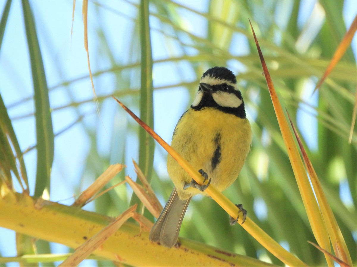 African Blue Tit - ML642519902