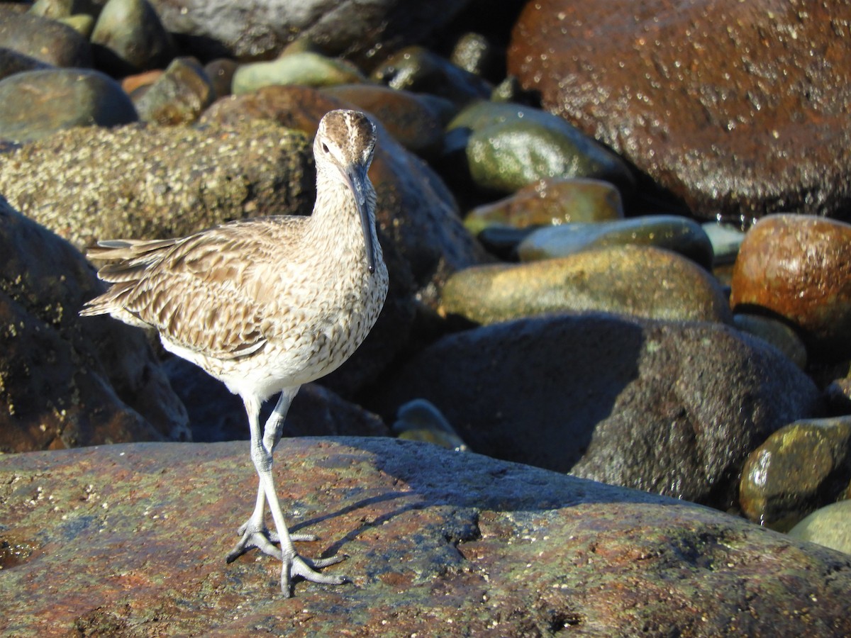Whimbrel - ML642519907