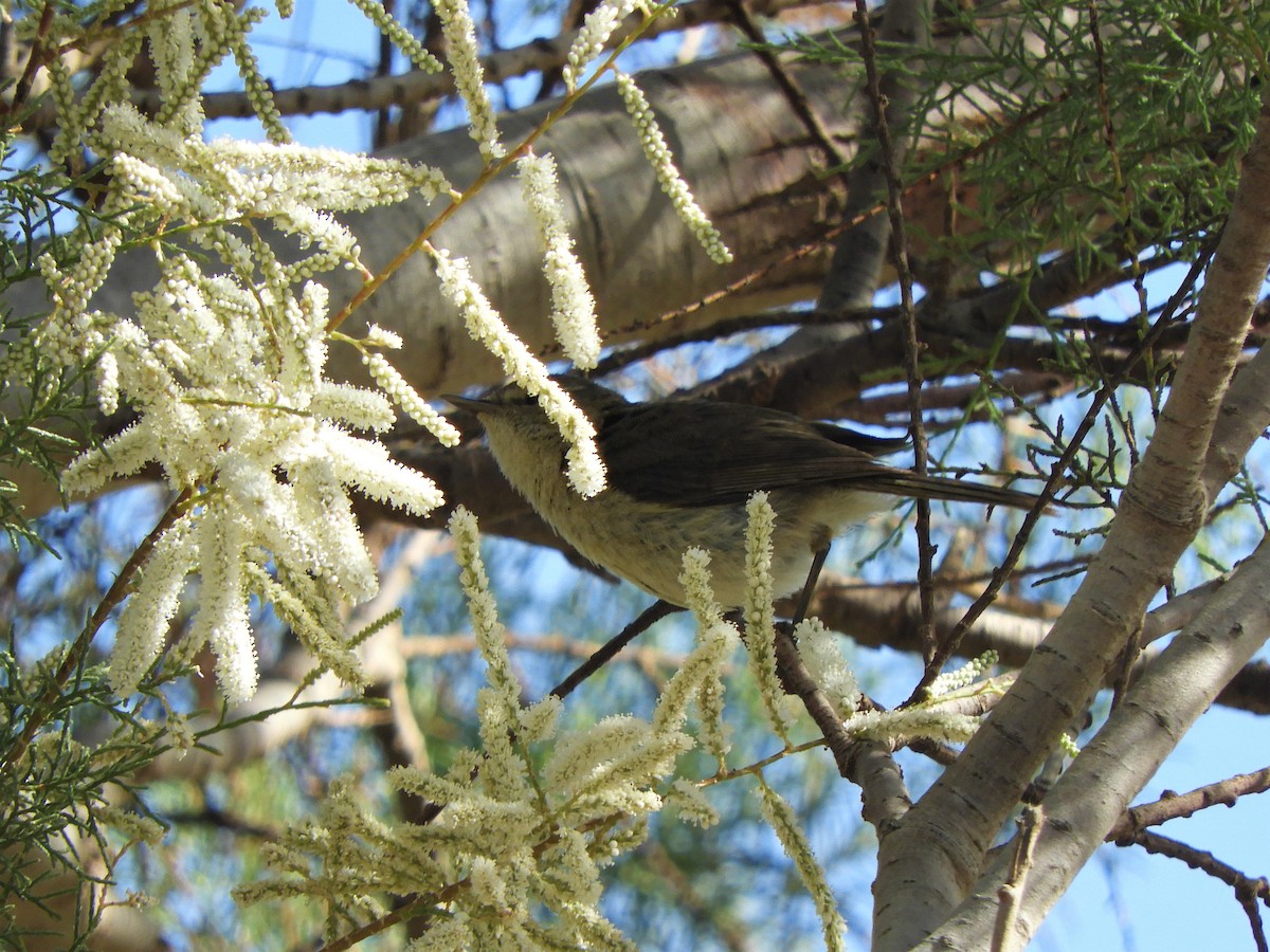 Canary Islands Chiffchaff - ML642519915