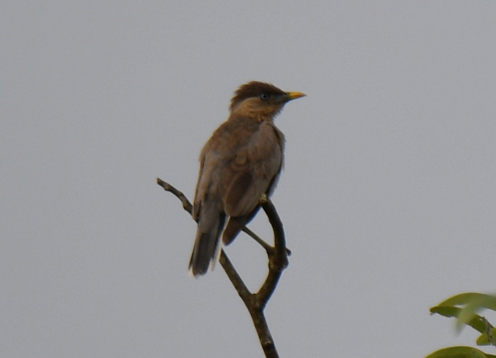 Brahminy Starling - ML642519916