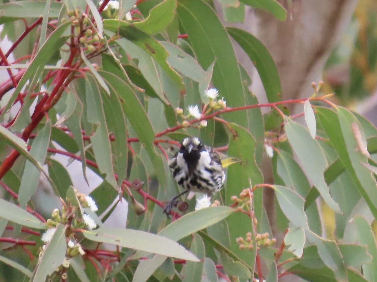 White-cheeked Honeyeater - ML642519917