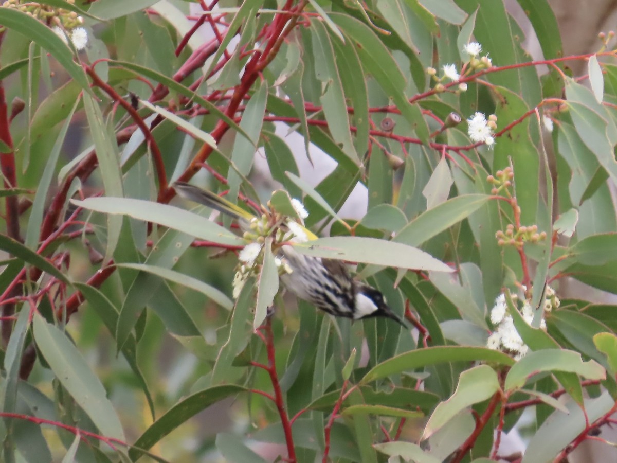 White-cheeked Honeyeater - ML642519918
