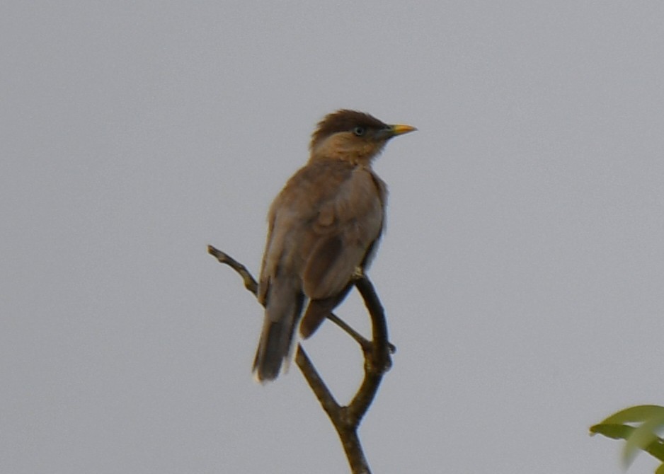 Brahminy Starling - ML642519925