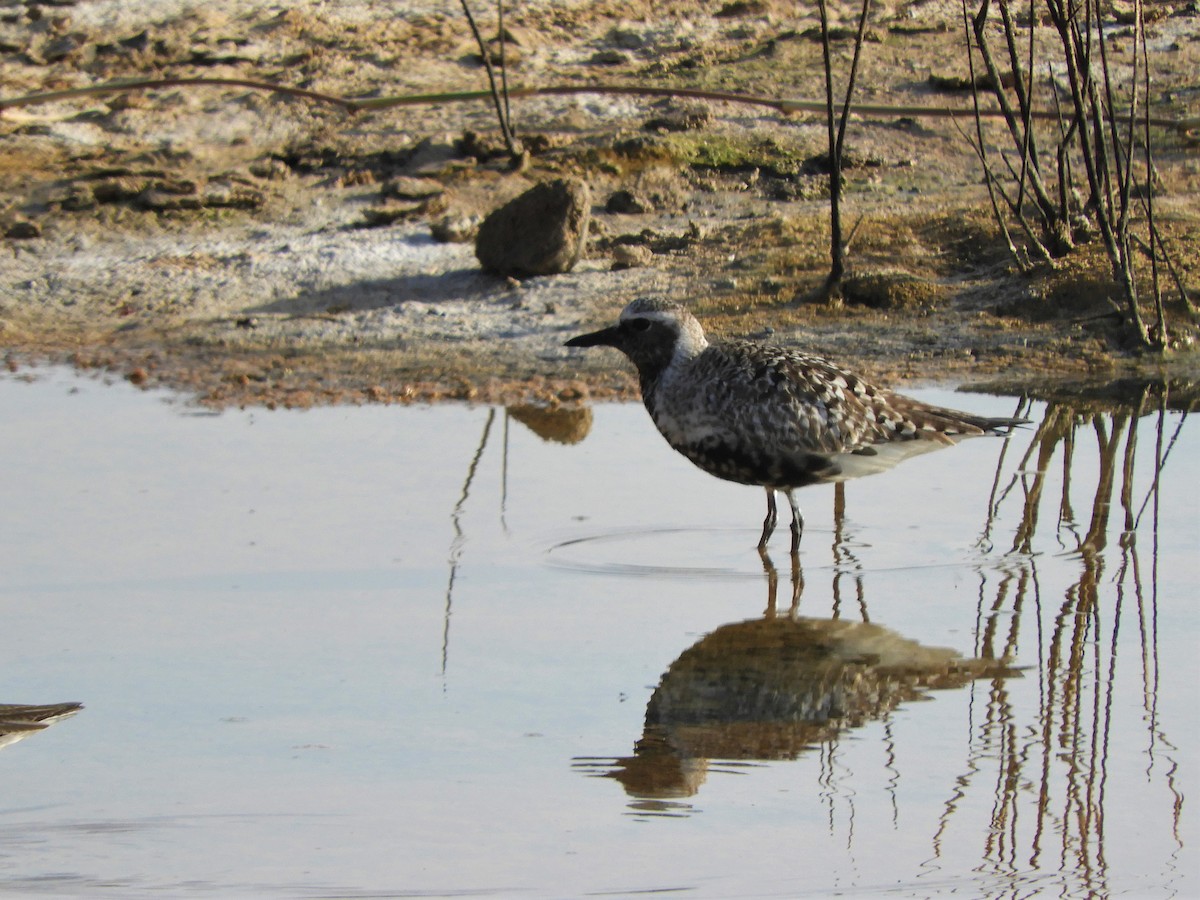 Black-bellied Plover - ML642519928