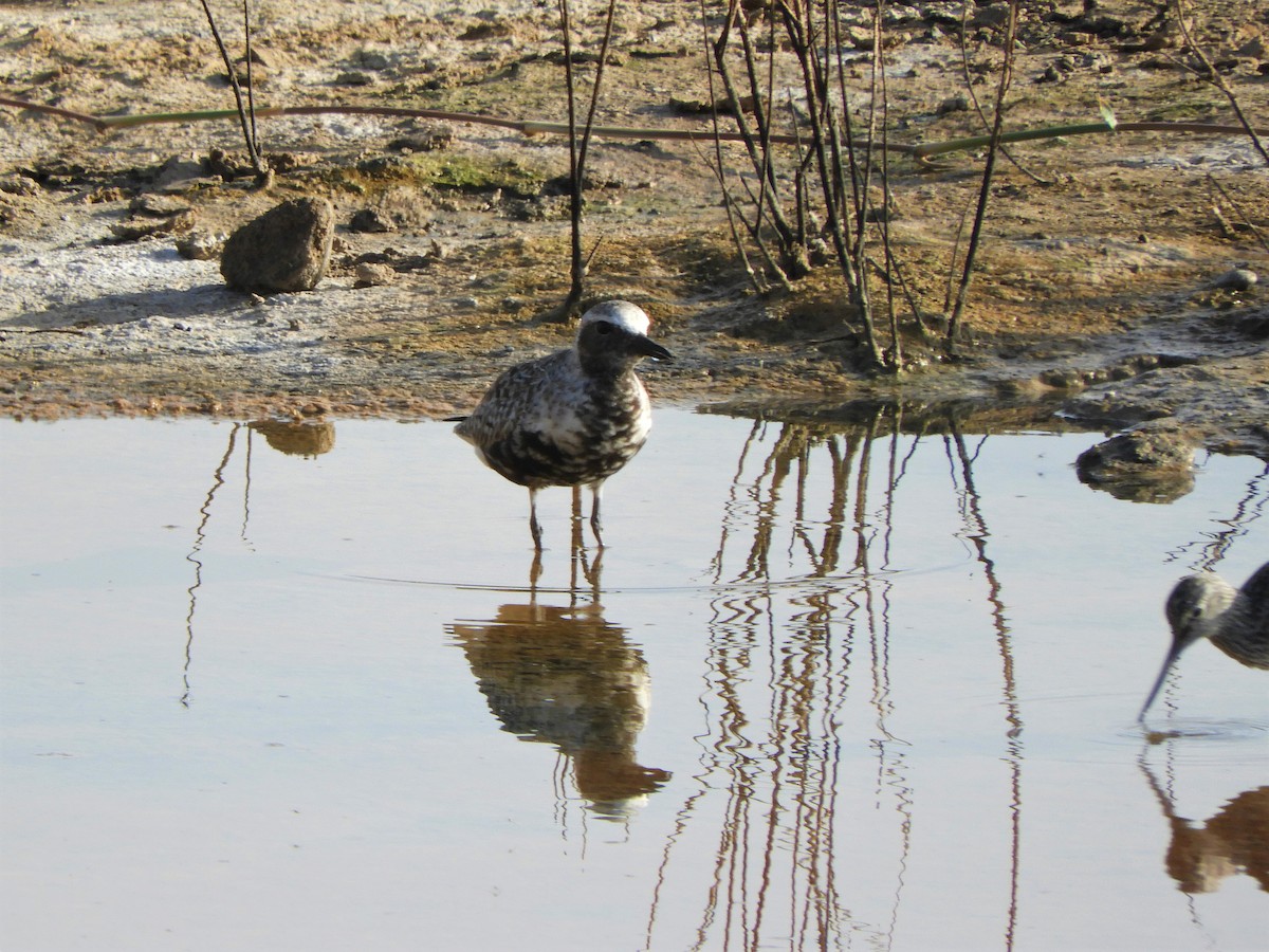 Black-bellied Plover - ML642519929