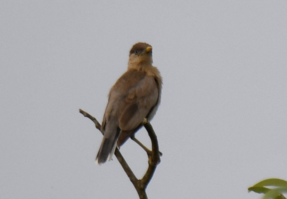 Brahminy Starling - ML642519932