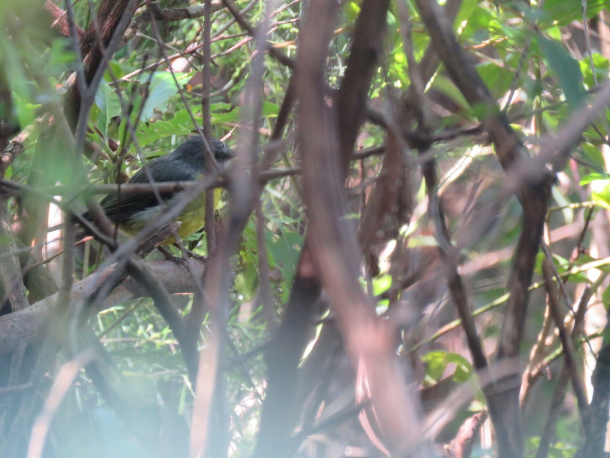 Eastern Yellow Robin - ML642519955