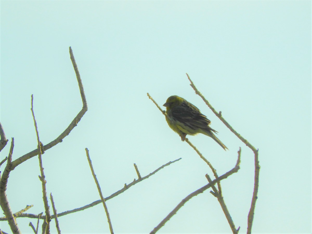 European Serin - ML642519967