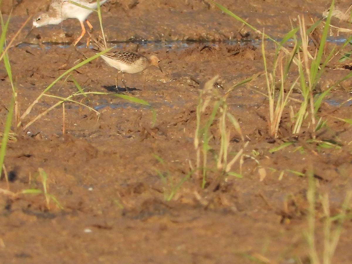 Buff-breasted Sandpiper - ML642520017